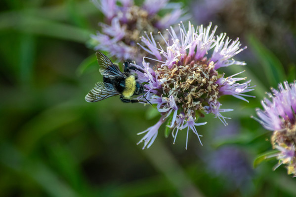 California Bumblebee