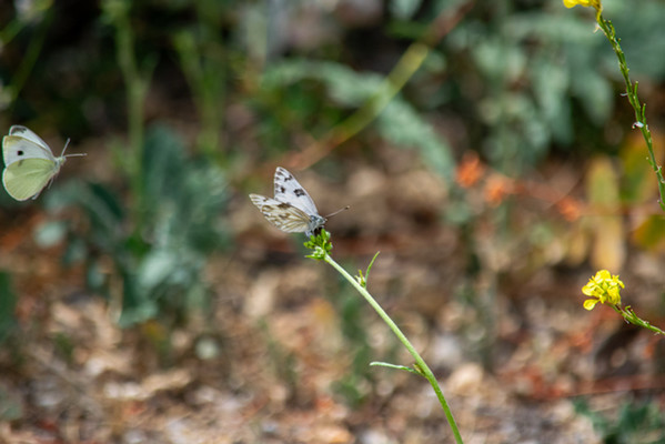 Checkered White