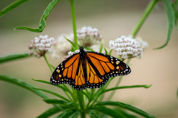 Monarch Butterfly