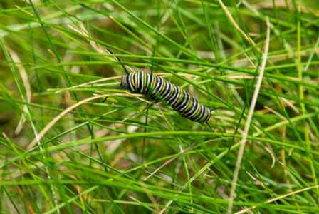 Monarch Caterpillar