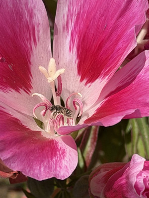 Photo of a sweat bee.