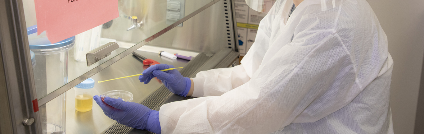CLS student in lab coat and splash mask, with gloves, swabbing dish..