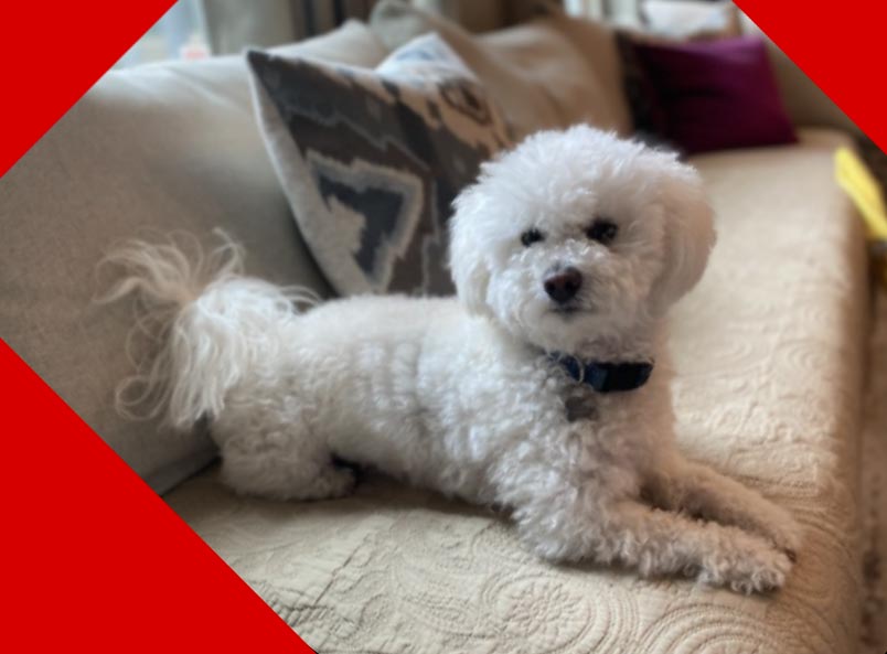 Picture of a small white dog on a sofa.