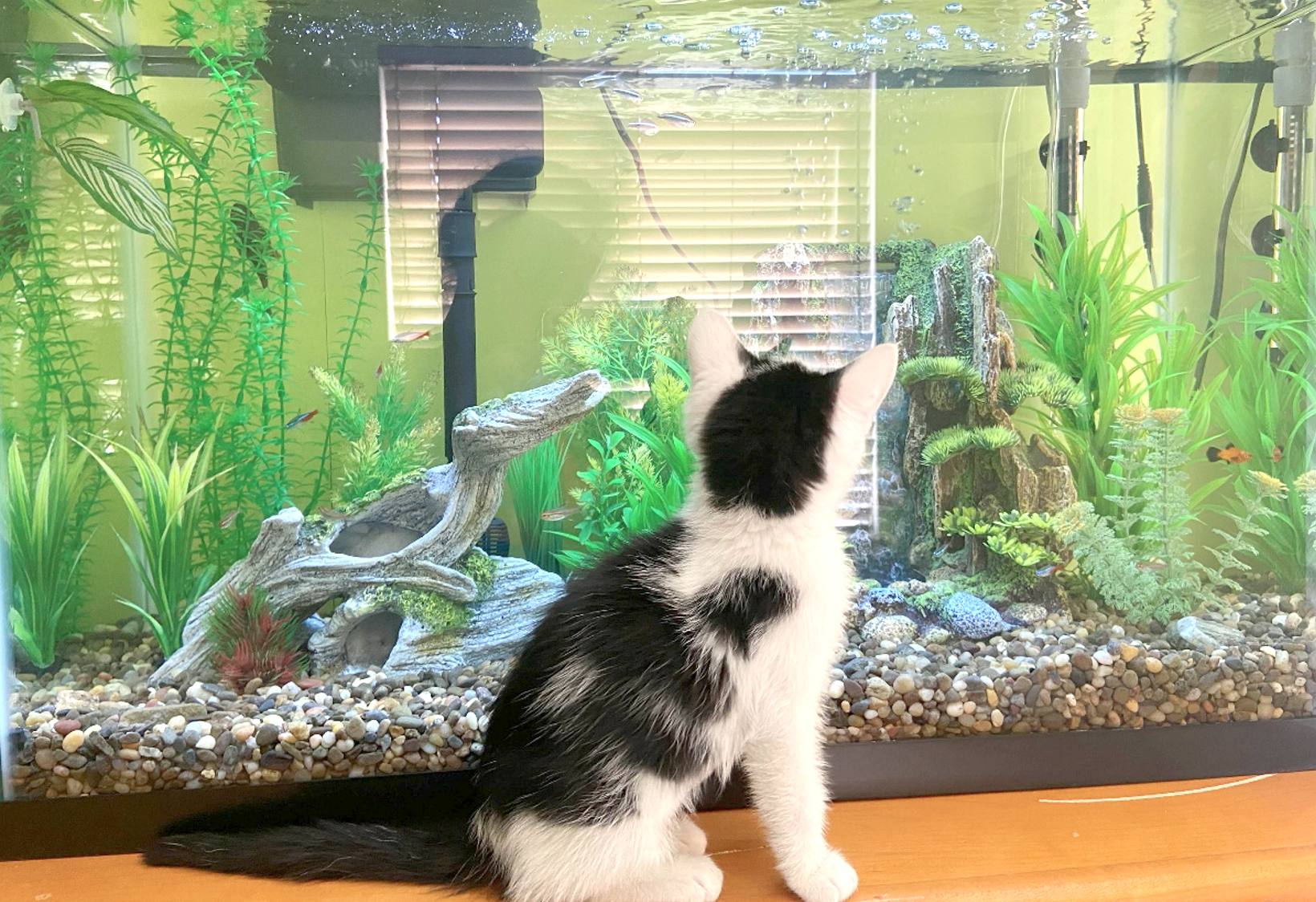 fish tank