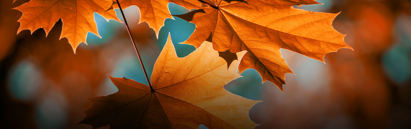 Closeup of colorful autumn leaves.