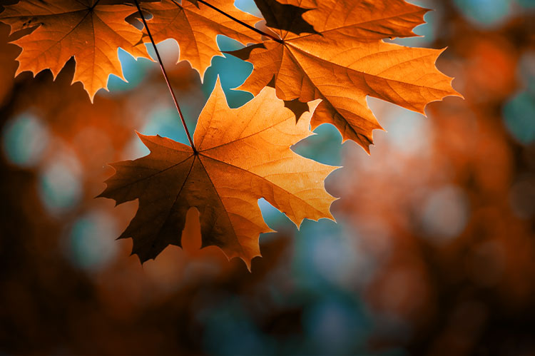 Closeup of colorful autumn leaves.