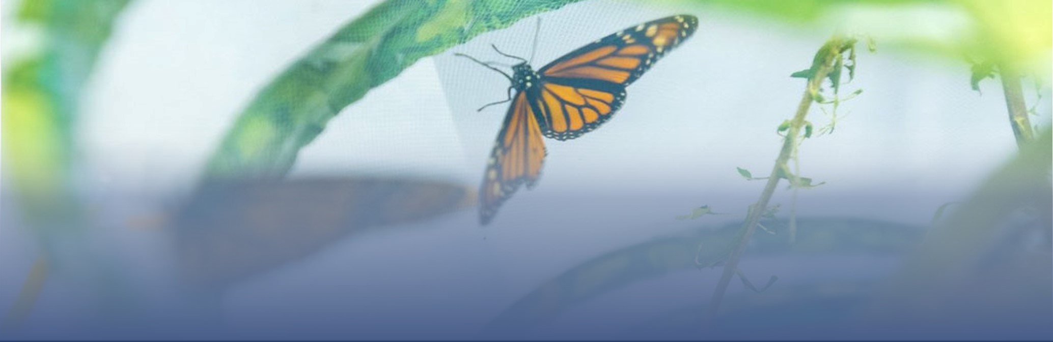 image of monarch butterfly.