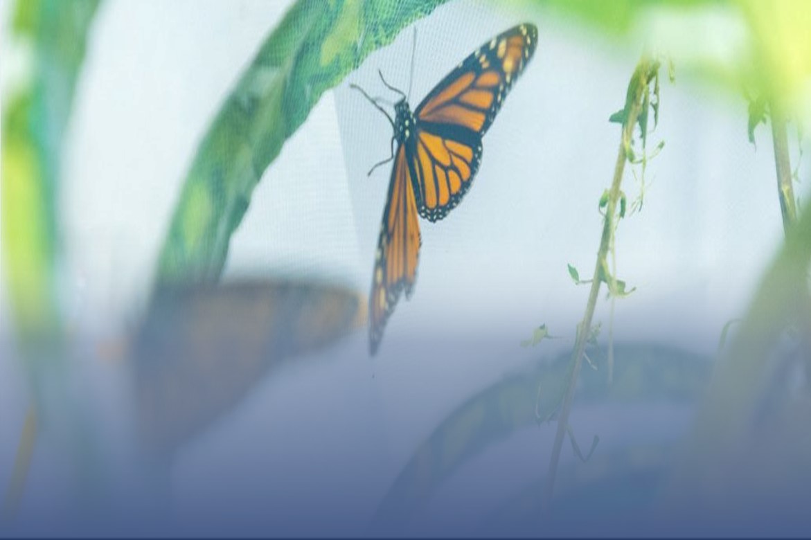 image of monarch butterfly.