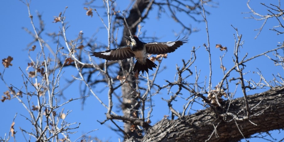 acorn woodpecker