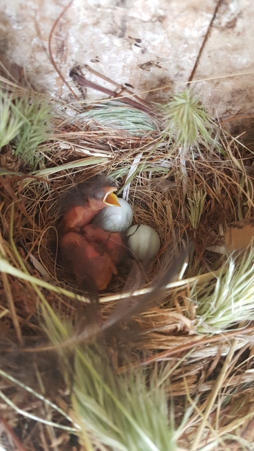 baby birds