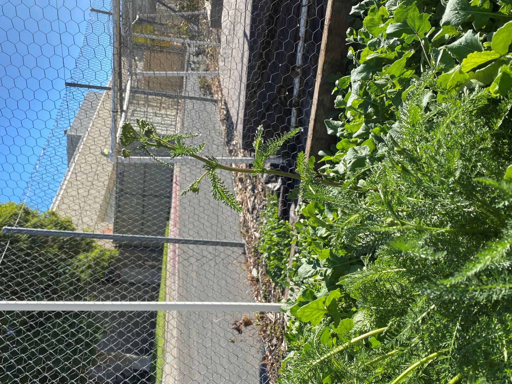 garden plot