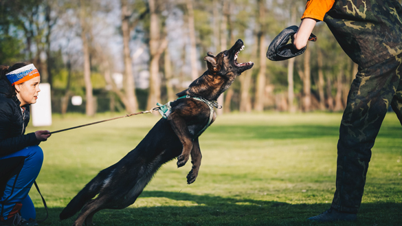 K9 Police Dog training.