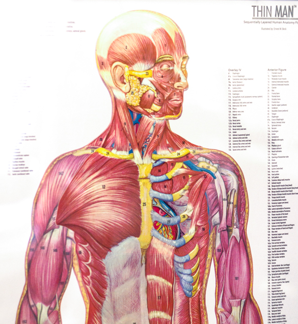 Sports Medicine anatomy illustrated chart.  photo © Robin Spurs