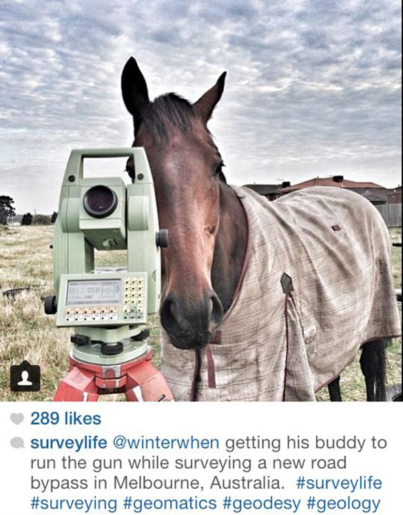 Horse looking through surveyor tool.