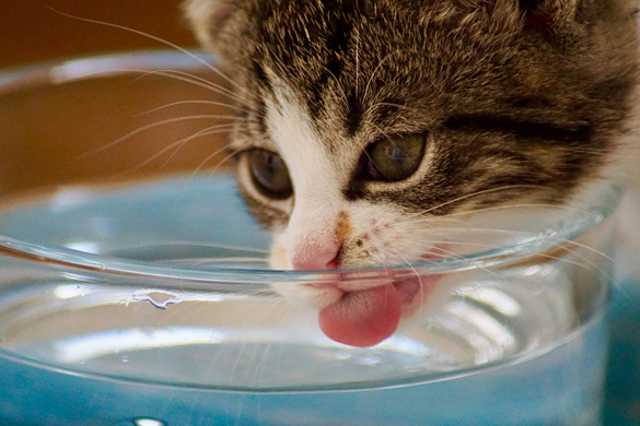 Kitten drinking clean water.