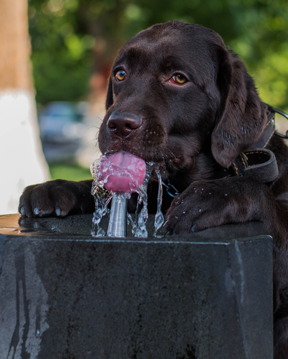 Chocolate Labrador dog drinking clean water.