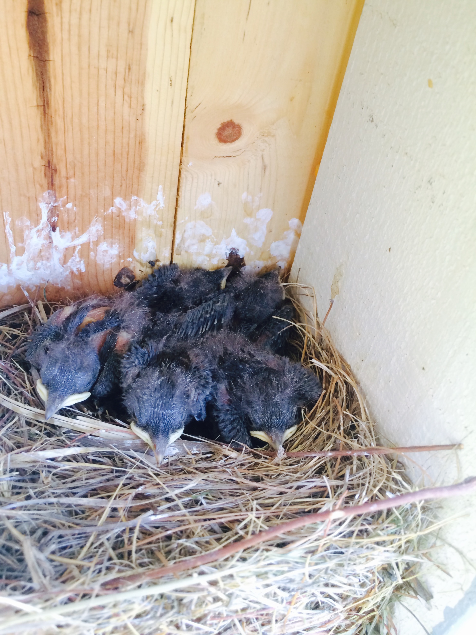 Baby Bluebird