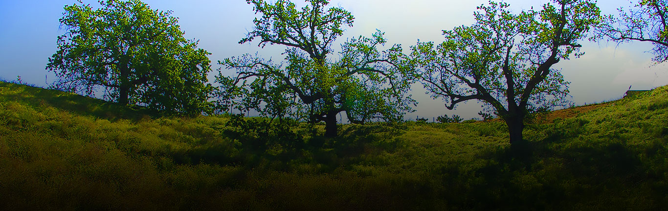Oak preserve