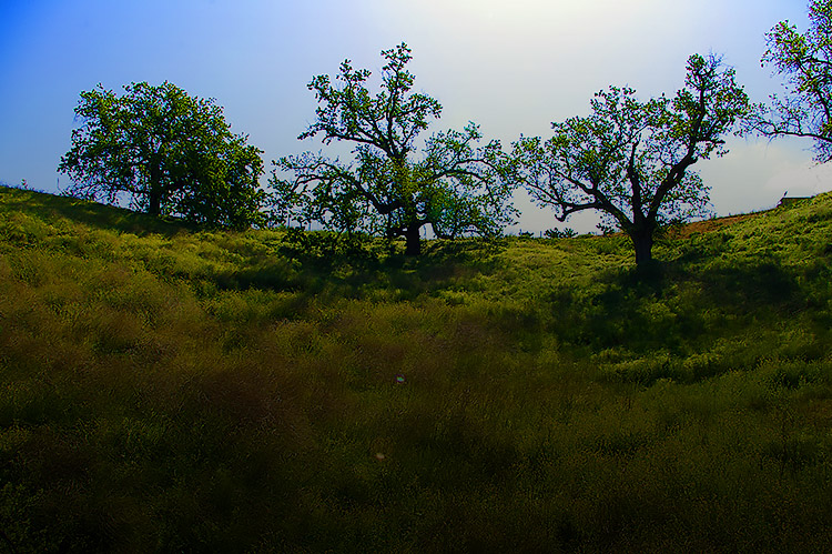 Oak Preserve 01