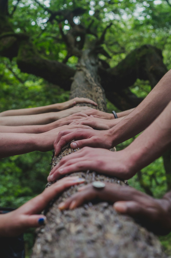 Ethnic variety of hands on a tree limb.